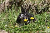 CHIEN FINNOIS DE LAPONIE 039